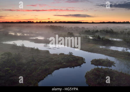 Nebbiosa mattina d'estate nella torbiera prima dell'alba, Estonia Foto Stock