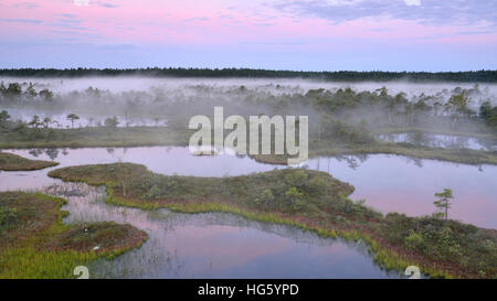 Nebbiosa mattina d'estate nella palude Foto Stock