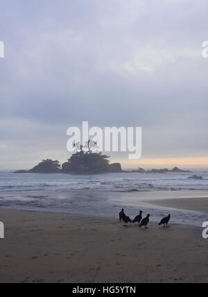 Il Brasile, Stato di Sao Paulo, Ilhabela Isola, nero avvoltoi(Coragyps atratus) sulla spiaggia Castelhanos. Foto Stock