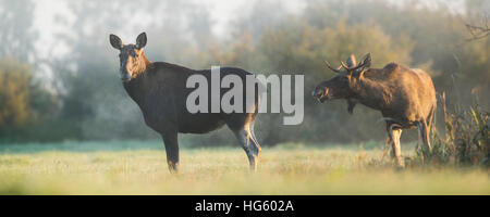 Elks sul prato durante la stagione di solchi Foto Stock