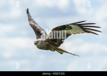 Un Nibbio reale (Milvus milvus) con ali file teso contro un cielo nuvoloso di Galloway, Scozia Foto Stock