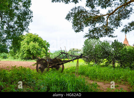 L'agricoltore birmano con buoi e carrello aratura su campo di riso Foto Stock