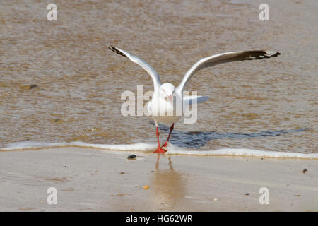 Gabbiano d'argento (Chroicocephalus novaehollandiae) Foto Stock