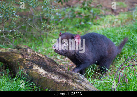 Diavolo della Tasmania prigioniero (Sarcophilus harrisii) Foto Stock