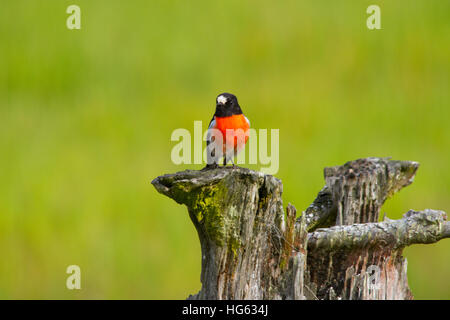 Scarlet robin (petroica boodang) la caccia da un moncone Foto Stock