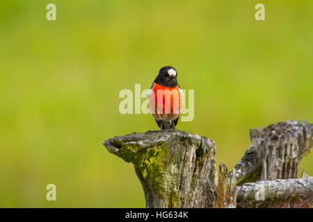 Scarlet robin (petroica boodang) la caccia da un moncone Foto Stock