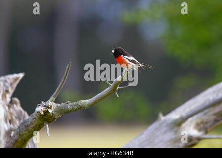 Scarlet Robin (Petroica boodang) a caccia da un ceppo Foto Stock