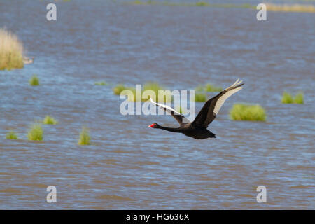 Black Swan (Cygnus atratus) in volo Foto Stock