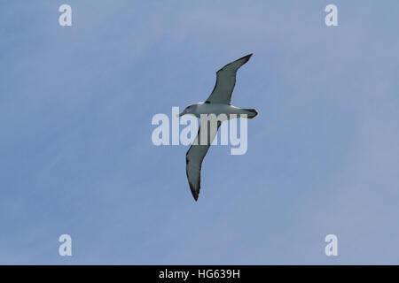 Timido albatross o timido mollymawk (thalassarche cauta) Vista parte inferiore in volo Foto Stock