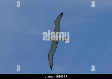 Timido albatross o timido mollymawk (thalassarche cauta) Vista parte inferiore in volo Foto Stock