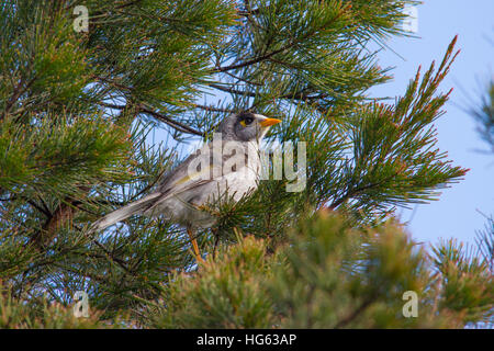 Noisy miner (manorina melanocephala) arroccato in una struttura ad albero Foto Stock