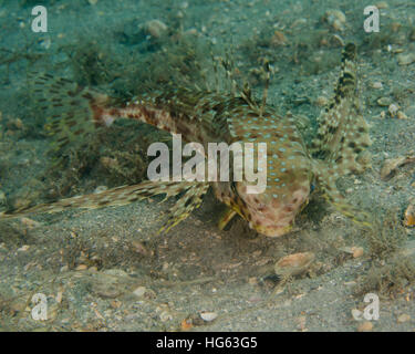 Un flying cappone, West Palm Beach, Florida. Foto Stock