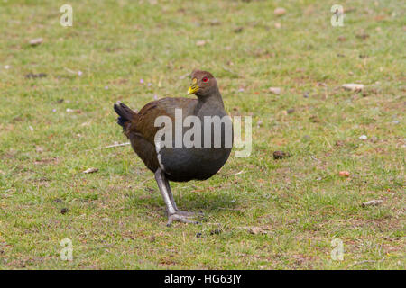 Nativehen della Tasmania noto anche come l'alimentazione della gallina nativa della Tasmania e della gallina nativa della Tasmania (Tribonyx mortierii) Foto Stock