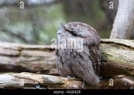 Captive tawny frogmouth (podargus strigoides) arroccato su di un registro Foto Stock