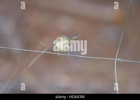 Becco marrone (Acanthiza pusilla) arroccato su una recinzione metallica Foto Stock