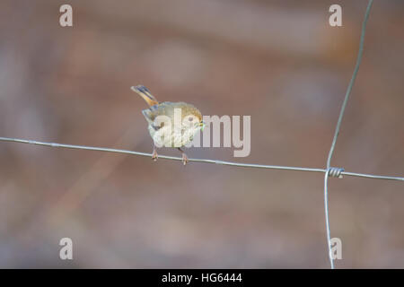 Marrone (thornbill acanthiza pusilla) appollaiato su un recinto di filo Foto Stock