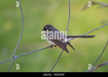 A fiocco grigio (rhipidura albiscapa) appollaiato su un recinto di filo Foto Stock