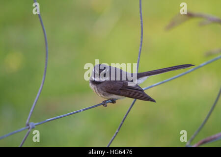 A fiocco grigio (rhipidura albiscapa) appollaiato su un recinto di filo Foto Stock