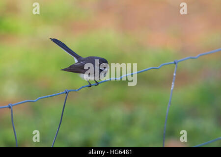 A fiocco grigio (rhipidura albiscapa) appollaiato su un recinto di filo Foto Stock