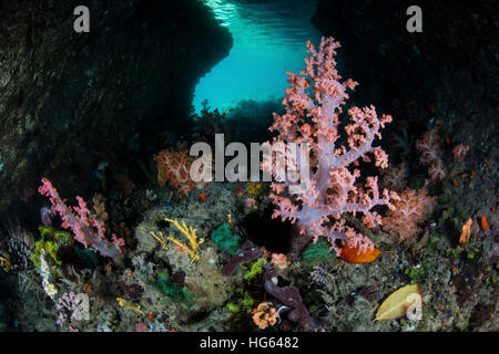 La vibrante coralli molli e altri invertebrati, Raja Ampat, Indonesia Foto Stock