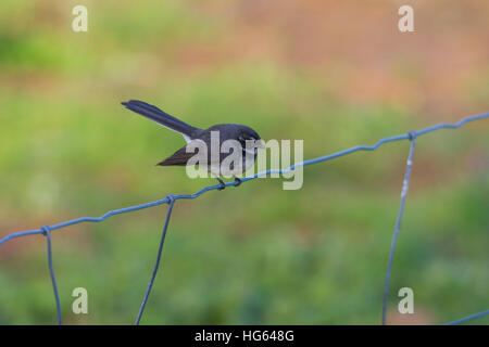 A fiocco grigio (rhipidura albiscapa) appollaiato su un recinto di filo Foto Stock