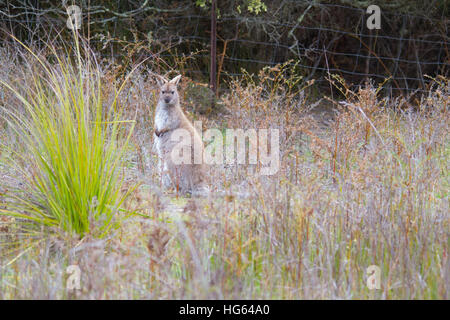 Rosso-un wallaby dal collo o il Bennett's wallaby (macropus rufogriseus) Foto Stock