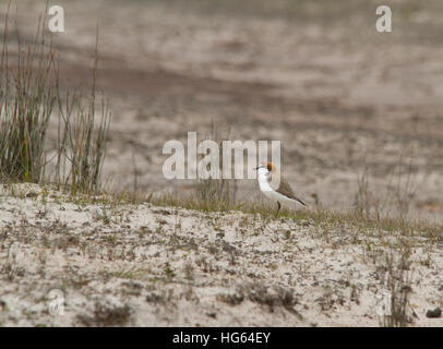 Plover dal tetto rosso (Charadrius ruficapillus), noto anche come Dotterel dal tetto rosso in piedi su una spiaggia Foto Stock