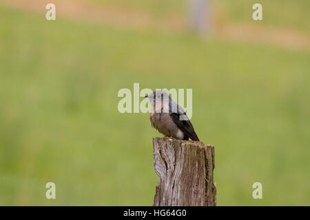 Fan-tailed cuculo (Cacomantis flabelliformis) appollaiato su un post Foto Stock