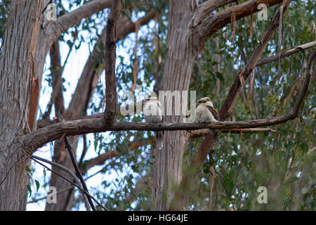 Due ridendo kookaburras (dacelo novaeguineae) arroccato in una struttura ad albero Foto Stock