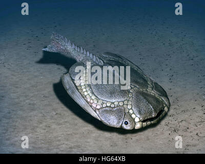 Drepanaspis è un pesce jawless dal Devoniano precoce della Germania. Foto Stock