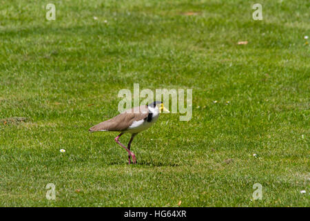 Pavoncella mascherata o mascherato plover (vanellus miglia) Foto Stock