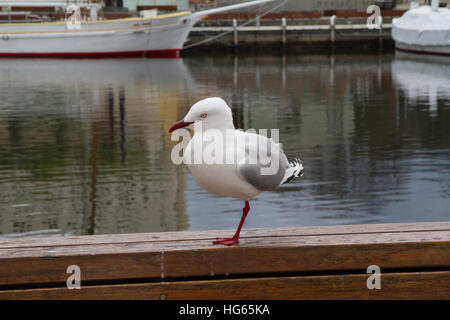 Argento (gabbiano chroicocephalus novaehollandiae) Foto Stock