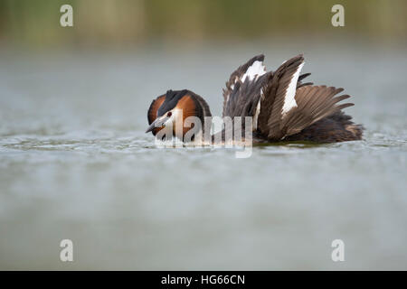 Svasso maggiore (Podiceps cristatus ) il corteggiamento, aprendo le sue ali per impressionare il suo compagno, Mostra di corteggiamento. Foto Stock