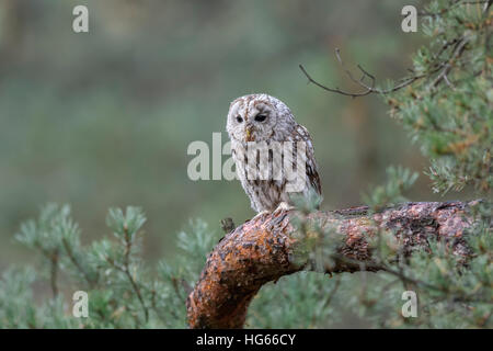 Allocco / Marrone Owl ( Strix aluco ), si trovano comunemente nei boschi in gran parte dell'Eurasia, sono ' appollaiati in un albero di pino. Foto Stock