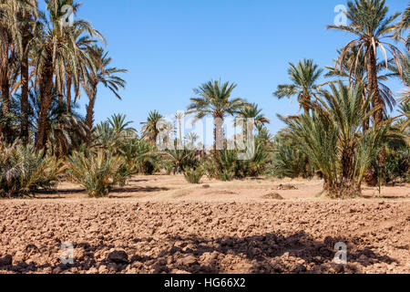 Elkhorbat, Marocco. Data Palme colpito dalla siccità. Agriturismo Tenute delineato dalle creste. Foto Stock