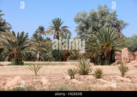 Elkhorbat, Marocco. Data di palme. Campi incolti in primo piano a causa di mancanza di acqua. Foto Stock