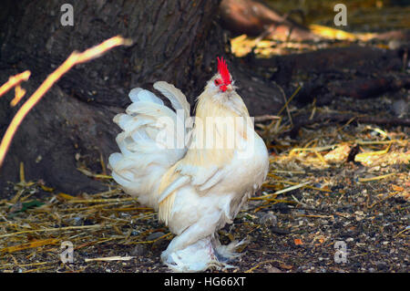 Pollo bianco - Avviato Bantam - Gallus gallus domesticus in piedi in un cortile Foto Stock