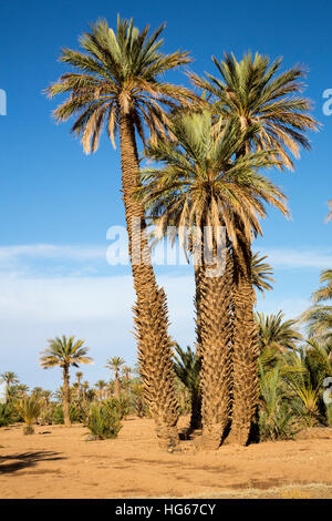 Ksar Elkhorbat, Marocco. Data di palme. Foto Stock