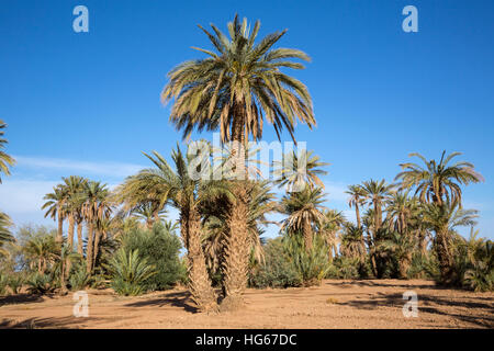 Ksar Elkhorbat, Marocco. Data di palme. Foto Stock