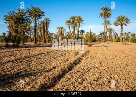 Ksar Elkhorbat, Marocco. Campi degli agricoltori e palme da dattero colpito dalla siccità. Foto Stock