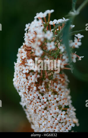 La squisita buddleia davidii fioritura bianco spike - estate preferito Jane Ann Butler JABP Fotografia1761 Foto Stock