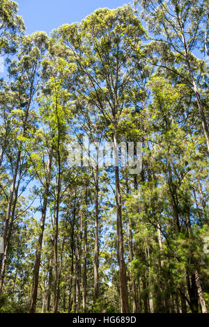 La nuova crescita Karri alberi in Gloucester National Park, Pemberton, Western Australia. Foto Stock