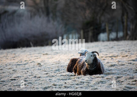 Pecore in appoggio durante un pesante per tutta la notte il gelo nel villaggio di Nannerch, Flintshire, Wales, Regno Unito Foto Stock
