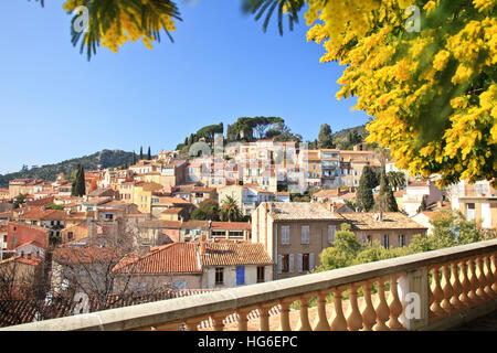 Francia, Bormes-les-Mimosas, il villaggio in febbraio durante la fioritura dei bargigli (mimosa) Foto Stock