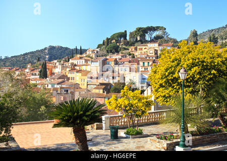 Francia, Bormes-les-Mimosas, il villaggio in febbraio durante la fioritura dei bargigli (mimosa) Foto Stock