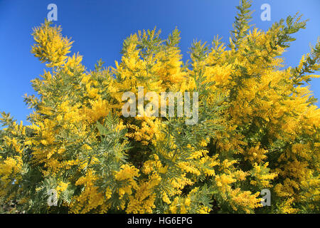 Graticcio argento 'Rêve d'O', Acacia dealbata 'Rêve d'O' Foto Stock