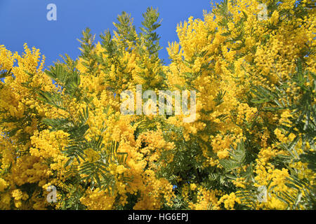 Graticcio argento 'Rêve d'O', Acacia dealbata 'Rêve d'O' Foto Stock