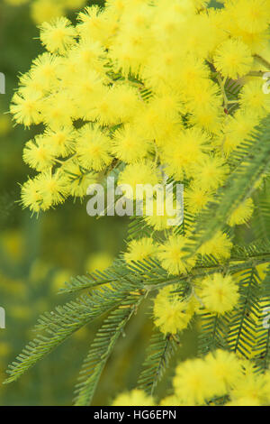 Acacia decurrens 'Latifolia', mimosa décurrent 'Latifolia " // Acacia decurrens 'Latifolia' , corteccia di Acacia 'Latifolia' , il primo nero a graticcio 'Latifolia' , verde graticcio 'Latifolia' , Sydney "graticcio Latifolia' , corteccia di bargiglio 'Latifolia' Foto Stock