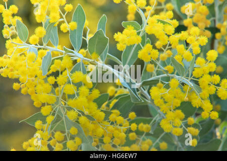 Queensland argento o graticcio Mount Morgan bargiglio, Acacia podalyriifolia Foto Stock