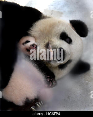 Pechino, Cina. 9 Sep, 2016. Un panda gigante cub dorme tra le braccia della madre a Shanghai in Cina orientale, Sett. 9, 2016. Il due-mese-vecchio femmina panda gigante è stato chiamato arachide. © Fan Jun/Xinhua/Alamy Live News Foto Stock